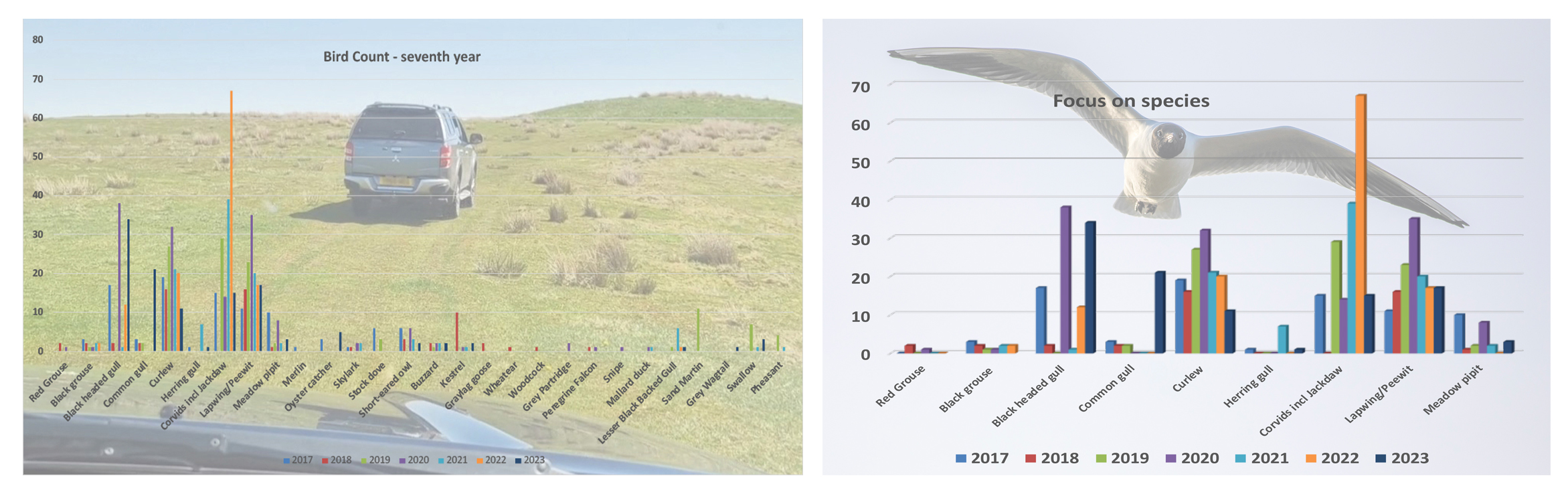 Seventh annual Bird Count – Living Uplands