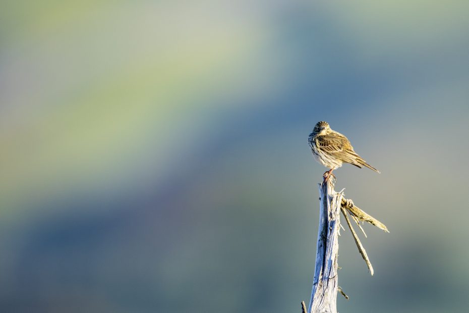 Ninth Annual Bird Count